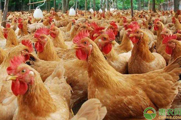 肉毛鸡价格最新行情走势深度解析与预测📈🔍