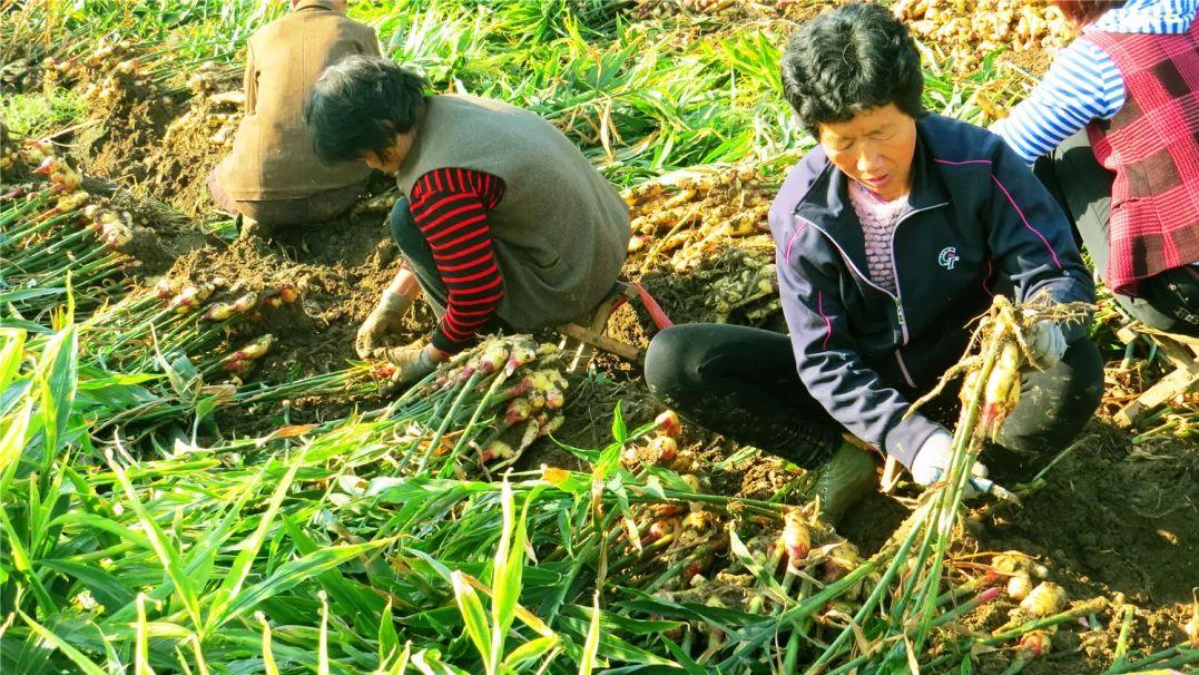 山东安丘生姜最新行情与一段关于友情与陪伴的温馨旅程揭秘