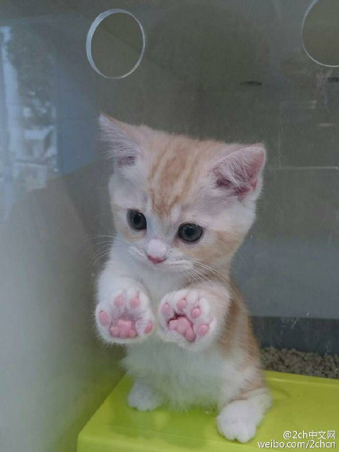 猫咪最新动态，小巷特色小店的猫儿天堂独特魅力探索