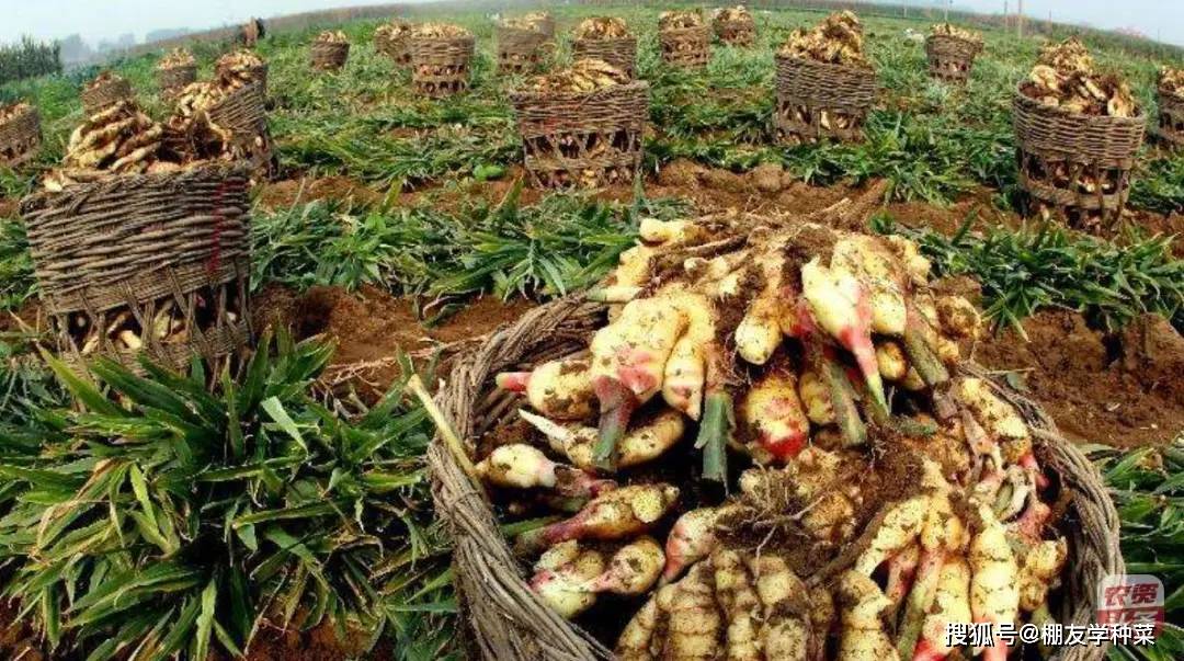 生姜行情分析，科技与生活的融合，未来市场趋势展望