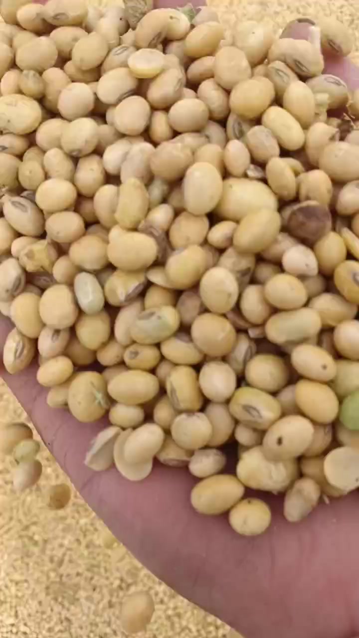 黑龙江大豆价格最新动态更新
